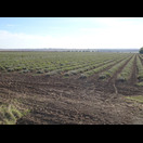 Eines der vielen Lavendelfelder